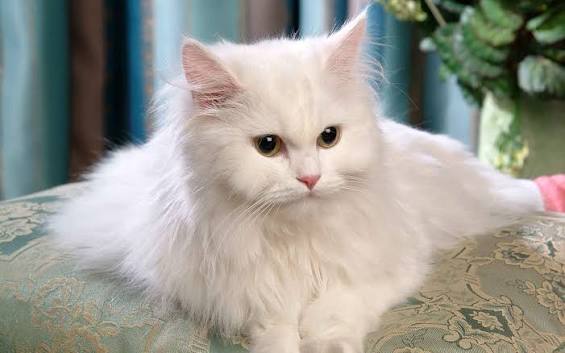 Mix Persian Cat - Local Breed